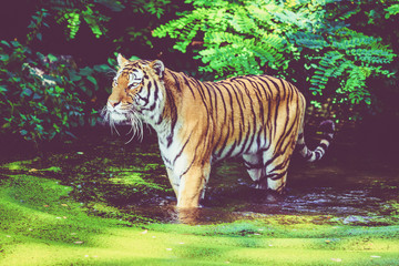 tiger walking in water. Tiger in forest
