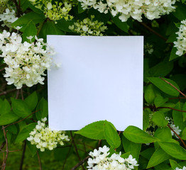 Blank sheet of paper on a background of white flowers bush witn green leaves. Floral mock up with white flowers. Copy space
