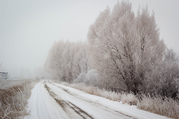 Foggy Gravel Road