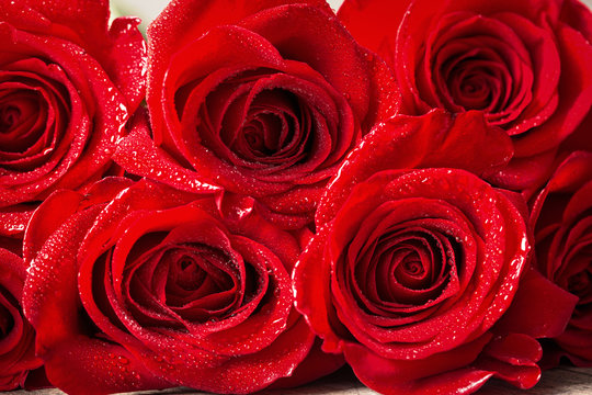 beautiful close up red rose with water drops .