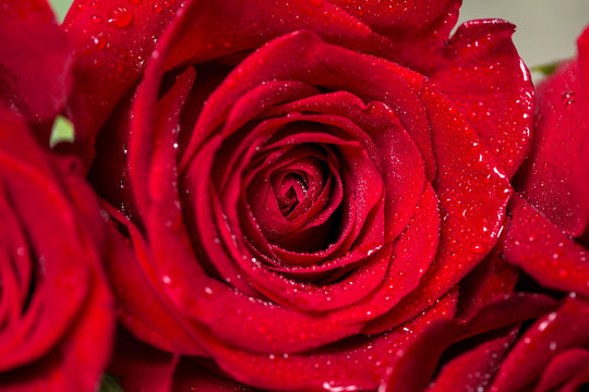 Close-up view of beautiful red rose.