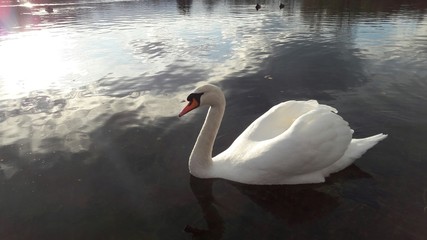 Naklejka na ściany i meble Beautiful white swan