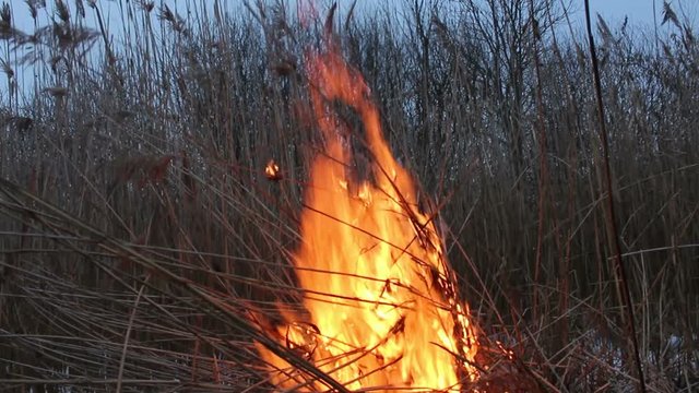 burning cane blurred background