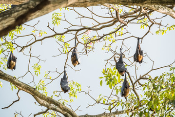 Indian flying fox