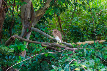 Indian Pond Heron or paddybird