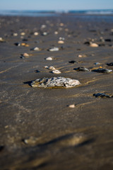 Shell Beach 5