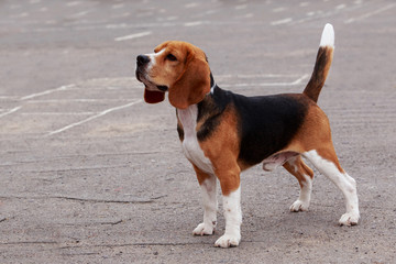 dog breed beagle