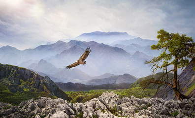 Raubvogel am Himmel bei Sonnenaufgang im Hochgebirge  