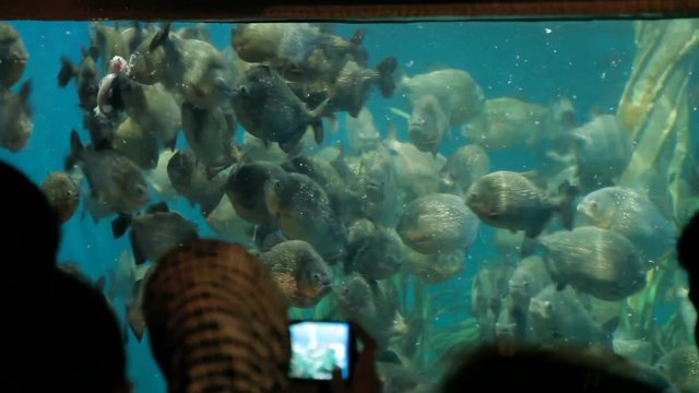 Piranha fish (Pygocentrus nattereri) floating in special aquarium with seaweed and oxygen generator. Tourists looking on piranha feeding.