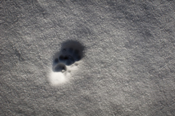 Traces de pattes dans la neige