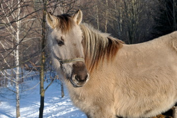 Koń Przewalskiego - Equus przewalskii