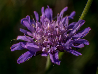 Blüte
