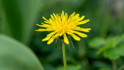 Löwenzahn - Taraxacum offizinale - Nahaufnahme