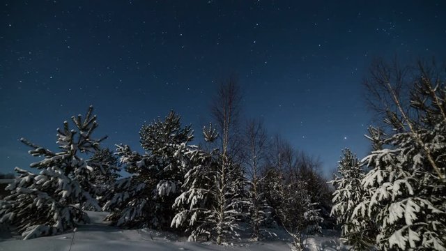 Starry winter night in a forest with monn lighting and starry trails timelapse.