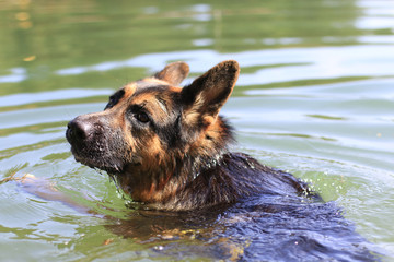 German shepherd swims in the water in summer day