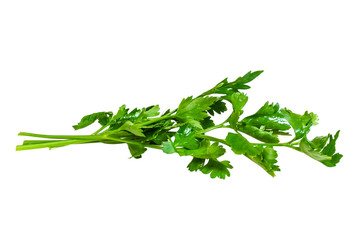 Wet a few branches of parsley on a white background. Insulated.