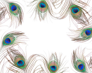 Naklejka premium Peacock feather isolated on white background. Close up.