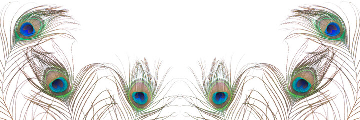 Obraz premium Peacock feather isolated on white background. Close up.
