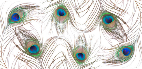 Obraz premium Peacock feather isolated on white background. Close up.