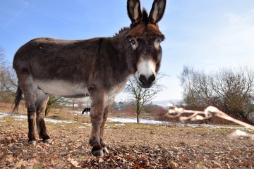 Ein Esel auf der Winterweide schaut dich an und bittet um etwas Futter.