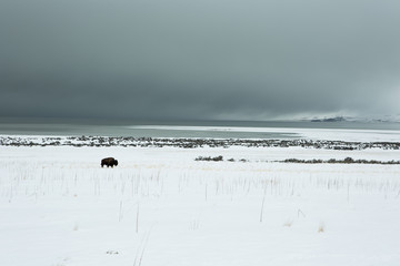 American bison in the snow on a cold background of mountains  at winter and "the Great Salt Lake." Utah, Park "Antelope Island"