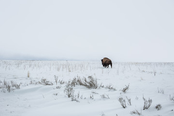American bison in the snow on a cold background of mountains  at winter and "the Great Salt Lake." Utah, Park "Antelope Island" © Julia