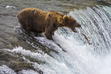 Katmai National Park, Alaska 2016 Grizzly Bear