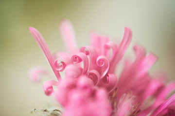 Romantisches Blumenarrangement