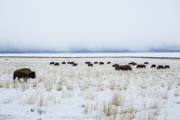 Bison on a background of mountains  at winter and "the Great Salt Lake." Utah, Park "Antelope Island"