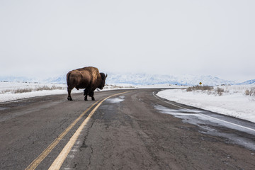 WILD BISON CROSSING ROAD AT WINTER TIME SURROUNDING BY SNOW ANTELOPE ISLAND GREAT SALT LAKE UTAH USA