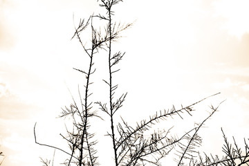 Vegetable silhouette  