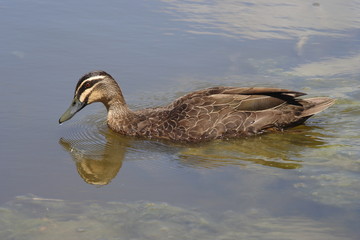 Pacific Black Duck