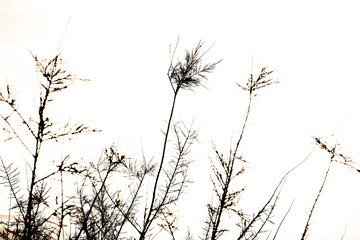 Vegetable silhouette  