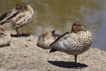 Wood Ducks adult and young