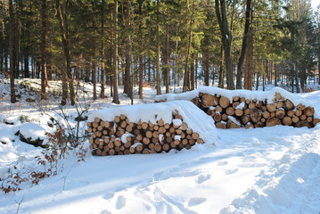 Pnie drewna  pod śniegiem