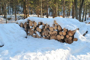 Drewniane pnie pod śniegiem