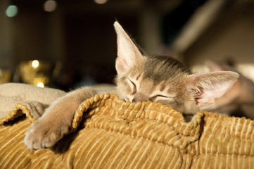 Abyssinian kitten sleeping