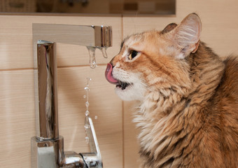 Cat drinking water in the bathroom