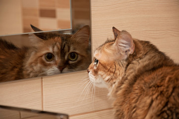 Cat looking in the mirror