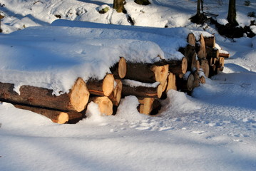 Pnie drewna pod śniegiem