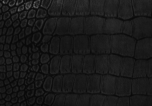 Snake skin background. Close up.