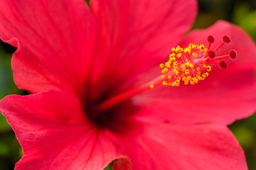 Roter Hibiskus in voller Blütze © Ralf Geithe