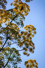 Obraz premium Flor y Abeja