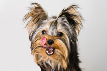 Naklejka premium Yorkshire Terrier on a white background