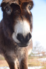 Fototapeta premium Ein kleiner junger lieber Esel Schaut dir ins Gesicht und lebt im Winter draußen.
