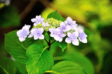 紫陽花