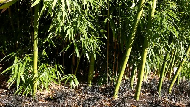 Bamboo In breeze on sunny day