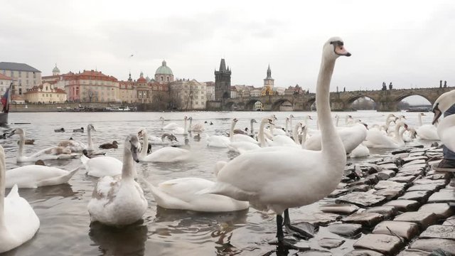 Slow motion Charles bridge and Vltava river in capital of Czechia with bevy of white swans 1920X1080 HD footage - Czech Republic city of Prague daily scene with Cygnus birds 1080p  FullHD video 