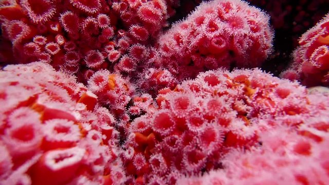 Motion of beautiful strawberry anemone underwater