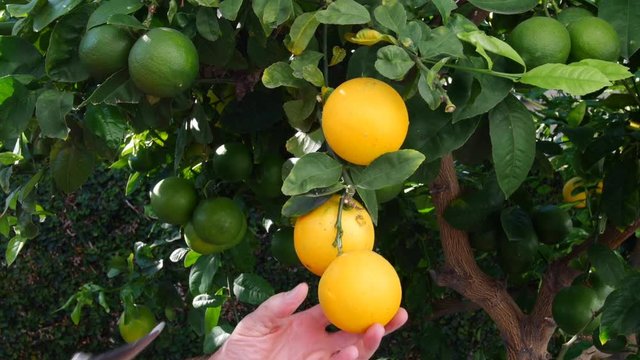 A man snips three ripe lemons from a lemon tree to make lemonade